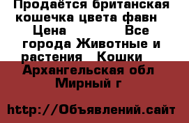 Продаётся британская кошечка цвета фавн › Цена ­ 10 000 - Все города Животные и растения » Кошки   . Архангельская обл.,Мирный г.